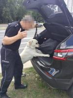 Przewodnik i pies w trakcie kontroli bagażnika samochodu