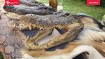 wypreparowane głowy aligatorów missisipijskich