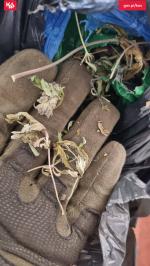 Ręka funkcjonariusza a na niej marihuana